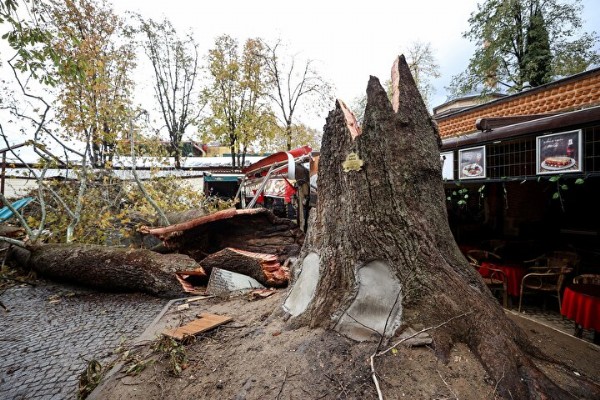 Lodos tarihi handaki 235 yıllık çınar ağacını devirdi